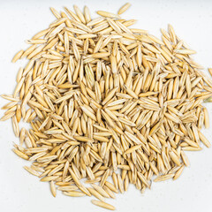 pile of unhulled common oat grains closeup on gray