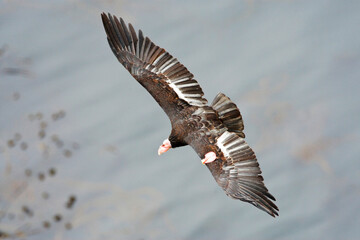Californische Condor; Californian Condor; Gymnogyps californianu