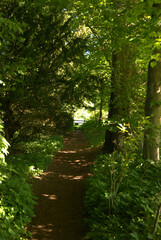 woodland path to gate by river Tweed in Darnick