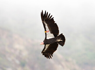 Californische Condor, Californian Condor, Gymnogyps californianu