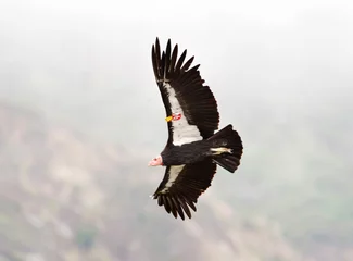 Foto op Plexiglas Californische Condor, Californian Condor, Gymnogyps californianu © AGAMI