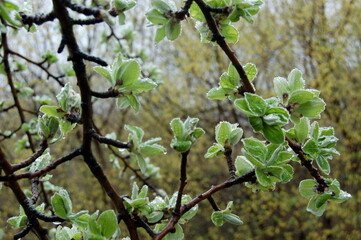 tree in spring in the dew 