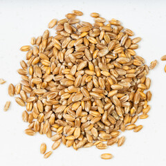 pile of whole common wheat grains close up on gray