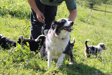 Australien -Shepherd Welpen 