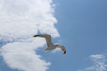 Seagull in flight