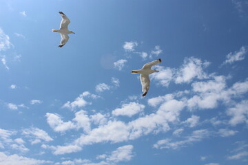 Seagull in the sky