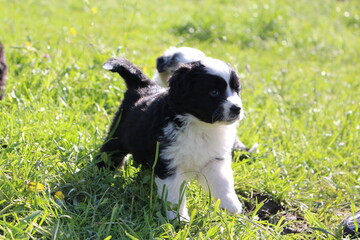 Australien -Shepherd Welpen 