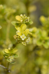 Box-leaved holly
