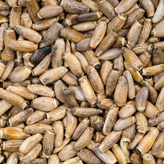 whole milk thistle seeds close up