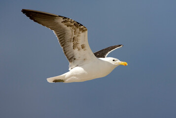 Obraz premium Kelpmeeuw, Cape Gull, Larus dominicanus