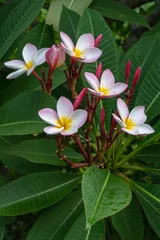 Zelfklevend Fotobehang Close-up view of delicate white pink and yellow plumeria or frangipani flowers and buds on natural background  © Cyril Redor