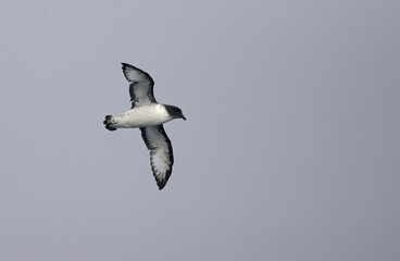 Cape Petrel, Kaapse Stormvogel, Daption capense