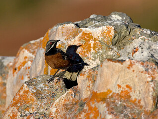 Kaapse Rotsspringer, Cape Rock-jumper, Chaetops frenatus