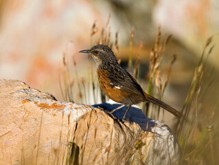 Kaapse Rotsspringer, Cape Rock-jumper, Chaetops frenatus