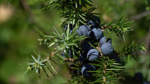 Common Juniper in natural environment (Juniperus communis) - (4K)