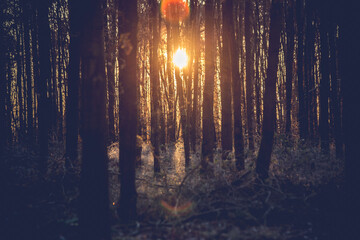 Wald mit Sone am Morgen