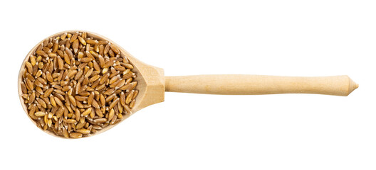 top view of wood spoon with Emmer farro grains