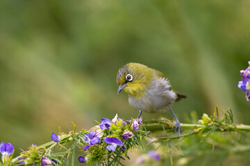 Kaapse Brilvogel, Cape White-eye, Zosterops pallidus