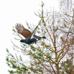 Capercaillie, Auerhoen, Tetrao urogallus
