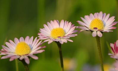 Daisy flowers on green grass background