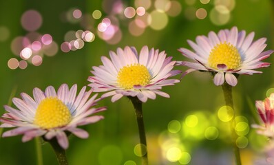 Pink daisy flowers on bokeh background