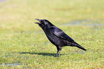 Zwarte Kraai, Carrion Crow, Corvus corone