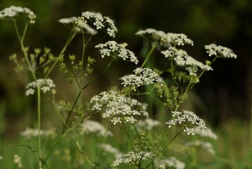 Fototapeta premium Wild flowers of celery family blooming in meadow. Chervils.