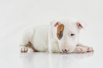 Bull terrier dog isolated against grey background. Studio portrait. Miniature bull terrier puppy...