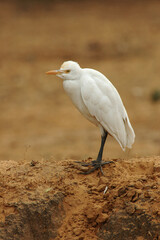 Cattle Egret, Koereiger, Bubulcus ibis coromandus