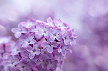 Zelfklevend Fotobehang Branch with spring lilac flowers in garden. © Swetlana Wall