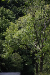 Trees in the woods