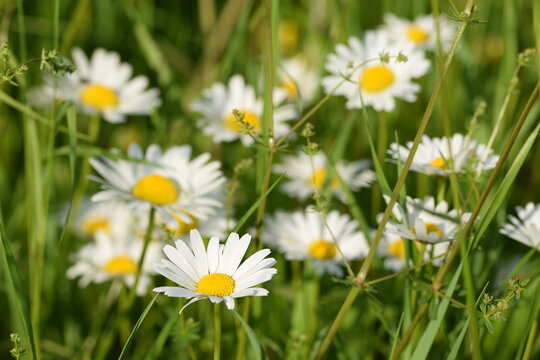 Field chamomile blooming on a wild meadow.