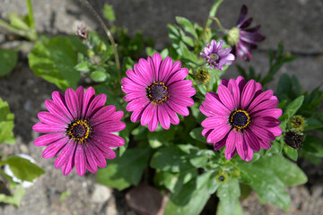 Multicolored inflorescences of a plant called Aster, commonly planted in municipal flower beds in Białystok in Podlasie, Poland