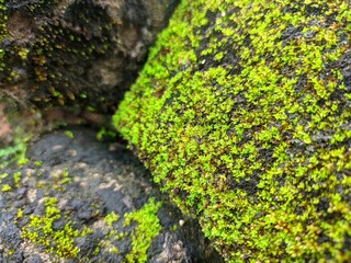 Mossy stone macro