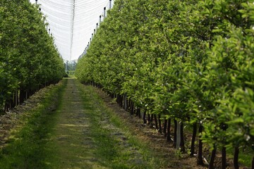 Apple orchard under anti- hail nets, hail protection in modern orchard.