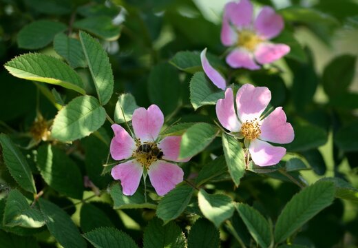 Bee on apple rose flower, pollination.