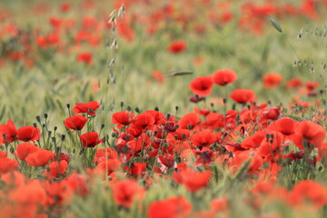 Poppies in the field, red wild flowers