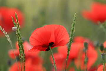 Poppies in the field, red wild flowers