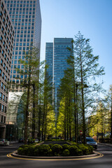 Obraz premium Trees between skyscrapers