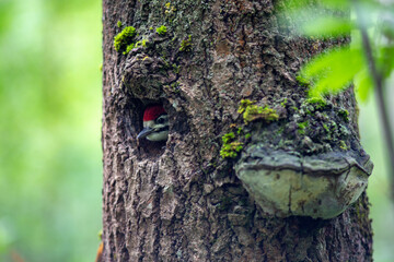 Woodpecker chick peeks out of the hollow.
