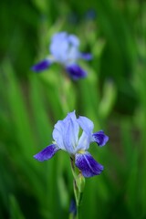 Purple and blue iris germanica flowers.