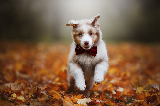 Action pupy 