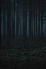 Trees in a dark forest