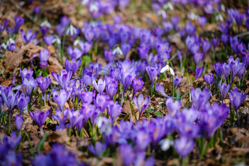 Obraz premium White snowdrop spring flowers with violet crocus
