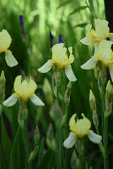 Pastel yellow bearded irises flowers.