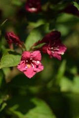 Obraz premium Weigela flowers closeup.