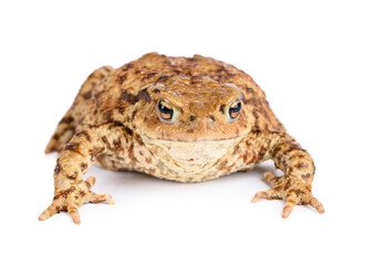 Big common toad isolated on white background.