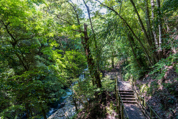 川の流れと木製の遊歩道【河津七滝(かわなず...