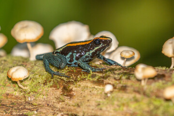 Amazonian Poison Frog (Ranitomeya ventrimacula), Ecuador
