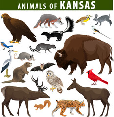 vector set - animals of  Kansas: eagle, fox, rabbit, deer, bison, meadowlark, flycatcher,  skunk, bat, racoon, bobcat, beaver, squirrel, opossum, heron, barred owl and Northern cardinal